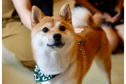 帰宅した飼い主「嫌な予感がする…」現行犯の柴犬が浮かべた“まさかの表情”に爆笑 画像