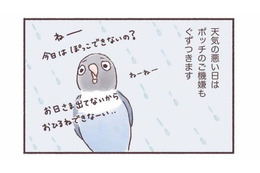 天気の悪い日はインコもご機嫌ななめ…。いつもと違う姿とは？【うちのインコたちは今日もおしゃべり #３】