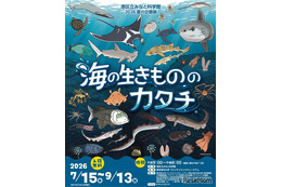 【夏休み2026】みなと科学館「海の生きもののカタチ」企画展9/13まで…実寸大エイも