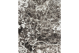 市川孝典、個展「FLEETING DAYS」10月7日より渋谷・NONLECTURE book/artsで開催 画像