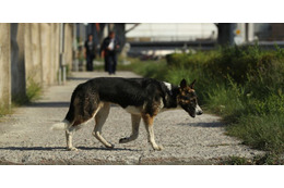 W杯準備のロシア、また野良犬と猫を大量処分か 画像