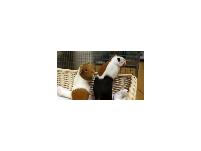 エヴラ、小動物をビビらせる