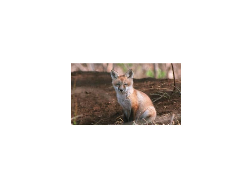 ピッチにキツネが3回乱入。袋で遊ぶ