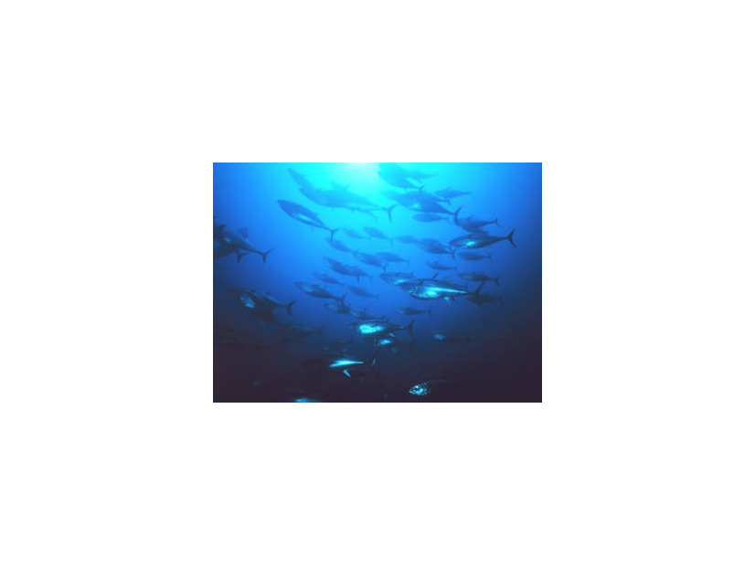 太平洋クロマグロ（アメリカ海洋大気局提供）