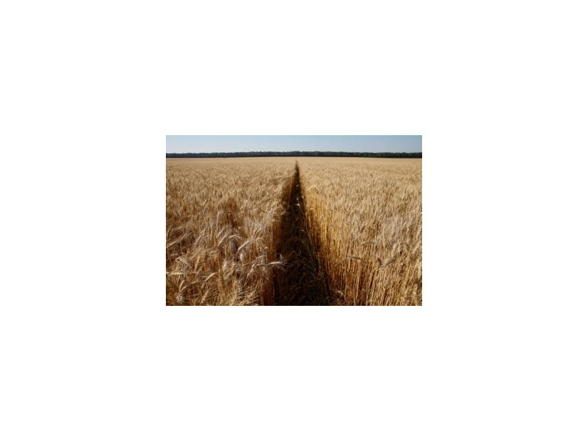 ウクライナの小麦畑＝2016年7月（ロイター＝共同）