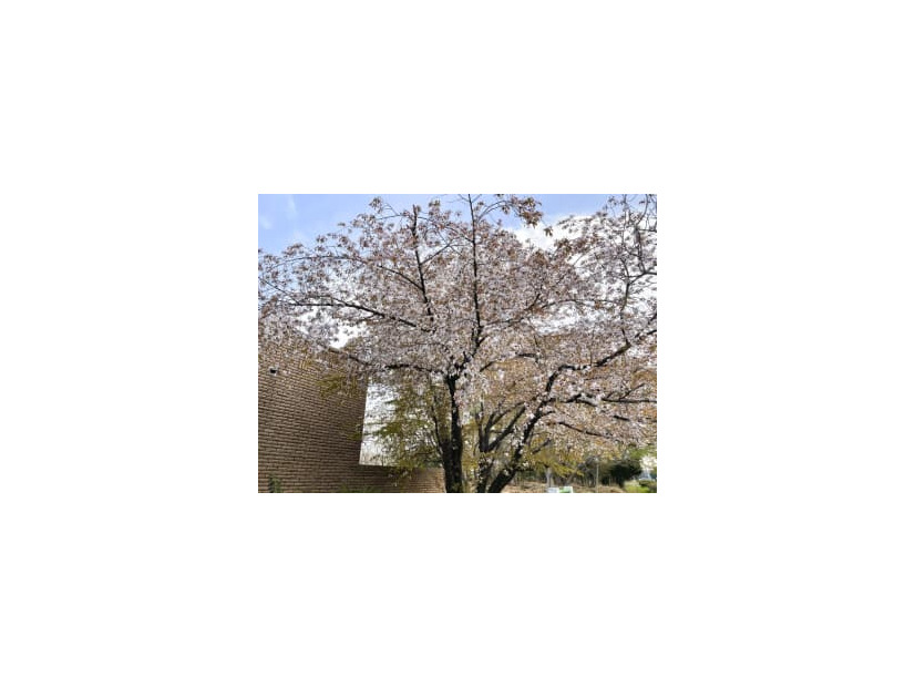 大阪公立大の構内で開花したヤマザクラ＝3月、堺市（青野靖之准教授提供）