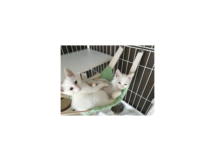 日本動物虐待防止協会が運営するカフェの保護猫＝2020年7月、横浜市（同協会提供）