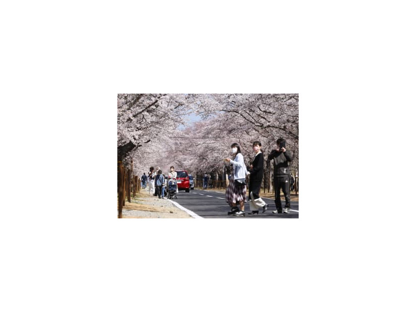 避難指示解除に向け、通行規制が緩和された通りで桜を楽しむ人たち。「桜のトンネル」全域への立ち入りが可能となった＝9日午後、福島県富岡町