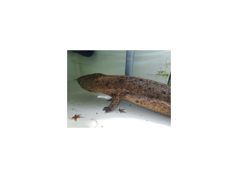 広島市安佐動物公園で保護されていたオオサンショウウオ（同園提供）