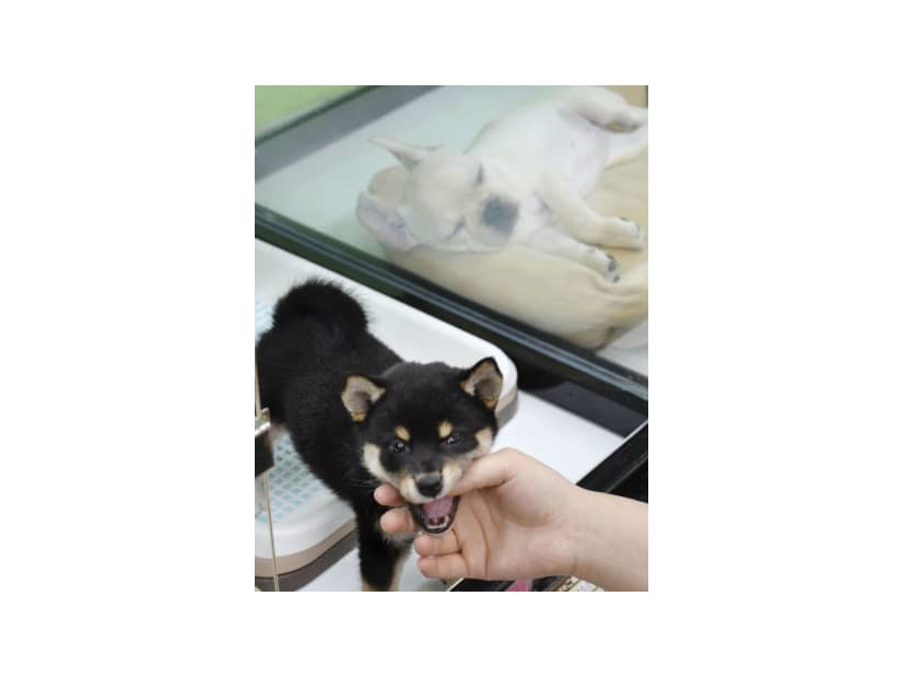 ペットショップに並ぶ子犬＝2019年、東京都内