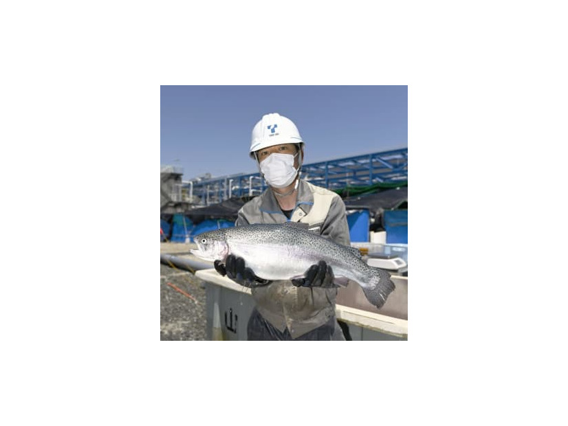 液化天然ガスで冷却された海水を使い、陸上で養殖された「トラウトサーモン」＝2日午後、愛知県知多市
