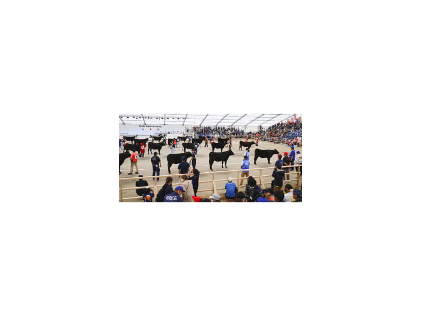 全国和牛能力共進会で審査を受ける各地の牛＝9日午前、鹿児島県霧島市