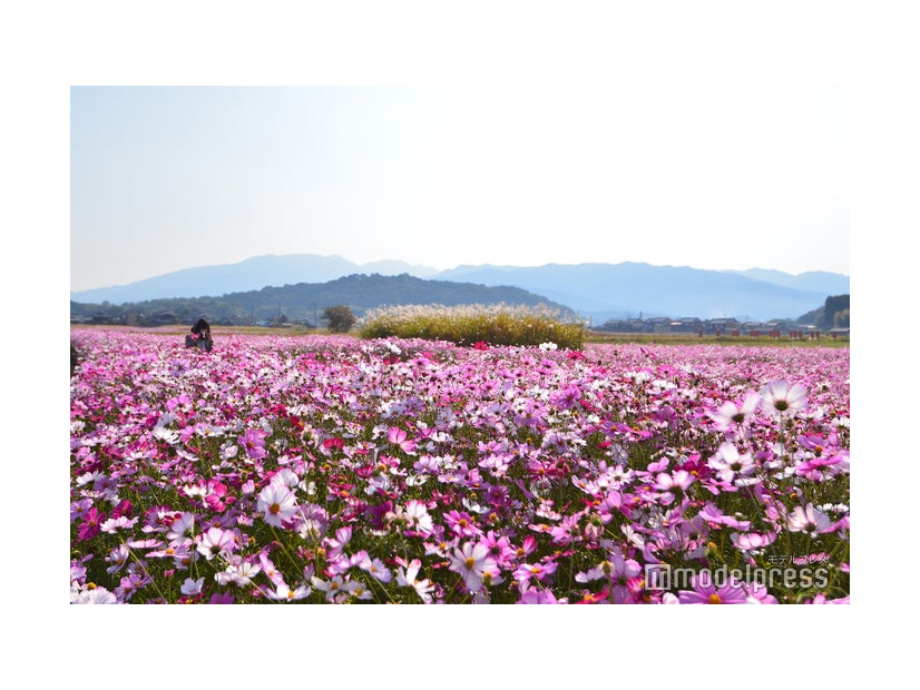 奈良県橿原市／藤原宮跡（C）モデルプレス