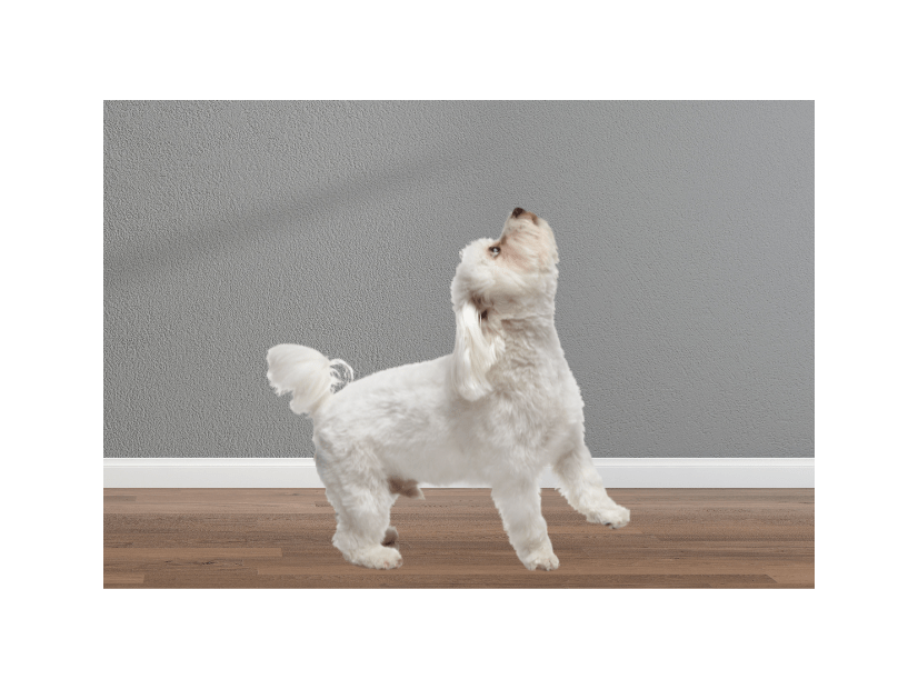 飼い主の鼻歌に”遠吠え”する愛犬　鼻歌をやめるとまさかの様子に…「パパだってばー」