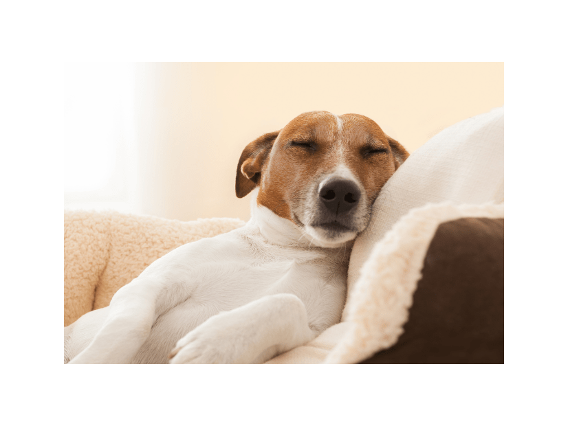 捨て犬を迎え入れた家族　ある日、学校から帰宅すると…まさかの姿に「ありがとう」