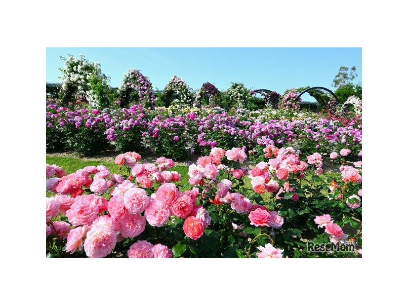 万博記念公園 春のローズフェスタ（イメージ）