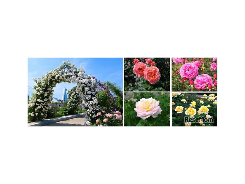 万博記念公園 春のローズフェスタ（イメージ）