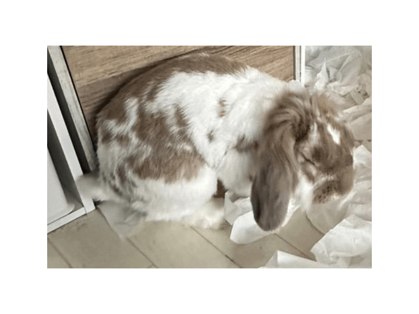 飼い主を待つ耳垂れうさぎ　帰宅すると部屋の光景に…「言葉が出ない」「笑った」