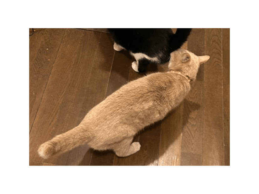 食事中の兄猫のお尻を嗅ぐ妹猫　しかし、よく見ると「ご飯の匂いかな」「繋がるかも」