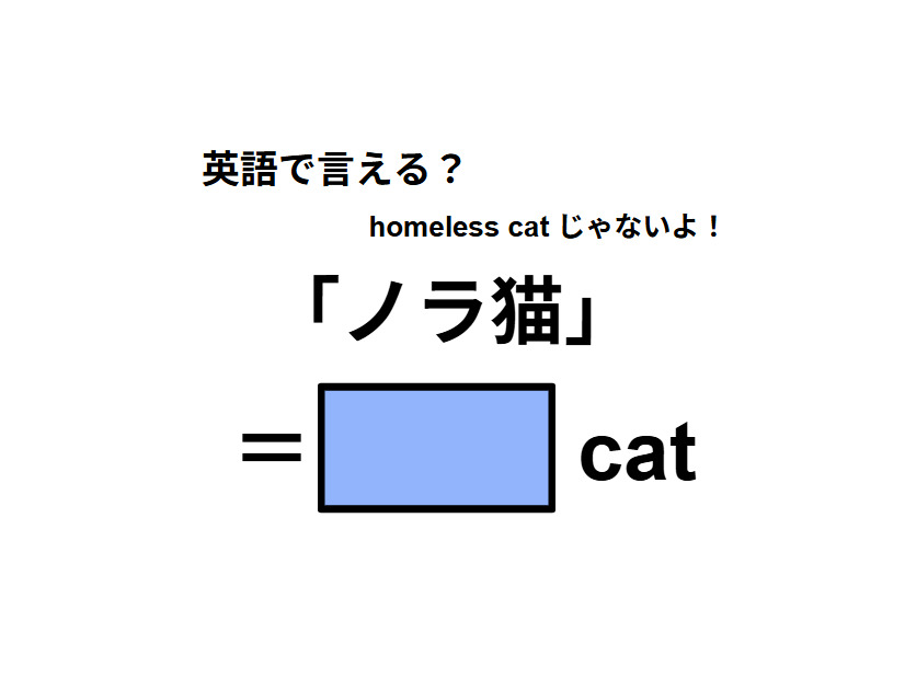 英語で「ノラ猫」はなんて言う？