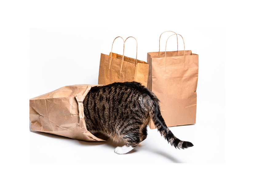 買い物から帰宅した飼い主　愛猫が盗んだまさかの物に「食べれるんだ！」