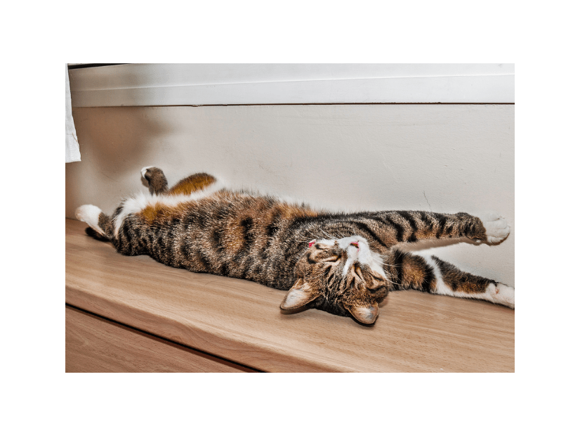 日向ぼっこをする愛猫。予想外な事が起きるも”冷静で”…「愛おしい」「かわいい」