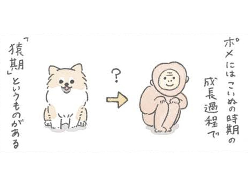 ポメラニアンは成長中の換毛期に「サル」のようになる…?! でもかわいさは今も昔も変わらない【うちのむっくはいつも楽しそう #８ 】