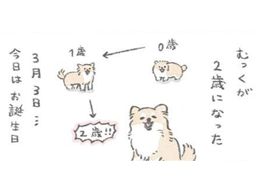 愛犬むっくの誕生日…楽しいことがいっぱいあるらしいと理解した様子だが？【うちのむっくはいつも楽しそう #10 】
