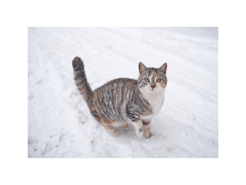 雪の日に外に出た猫。16歳になった現在の様子に…「まるで犬」「常識は当てはまらない」