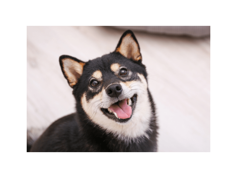 イタズラを□ろうとする飼い主　次の瞬間…→柴犬のポーズに「完全に現行犯」「怒る気失せた」