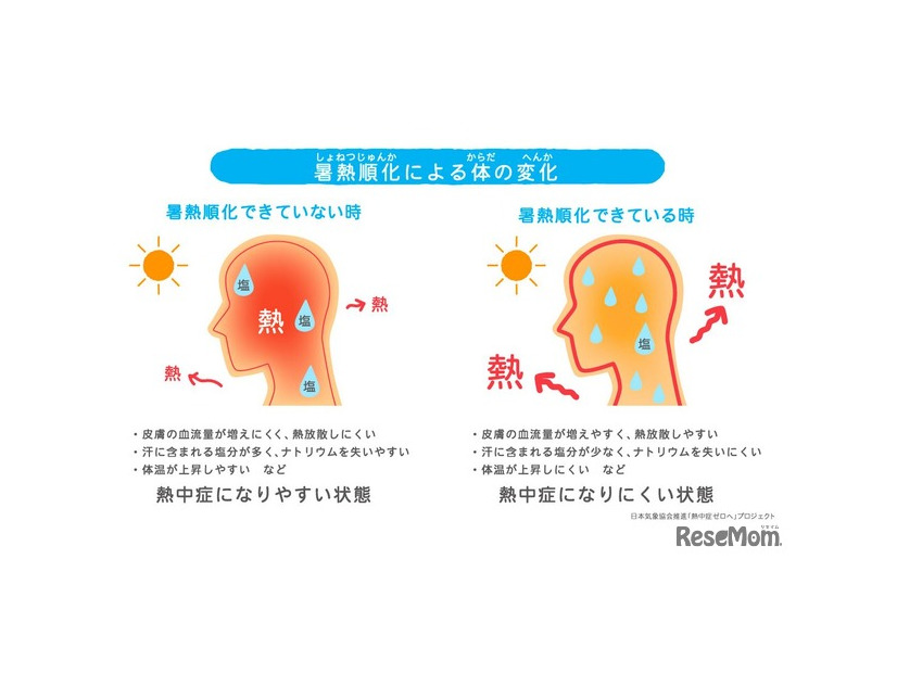 暑熱順化による体の変化
