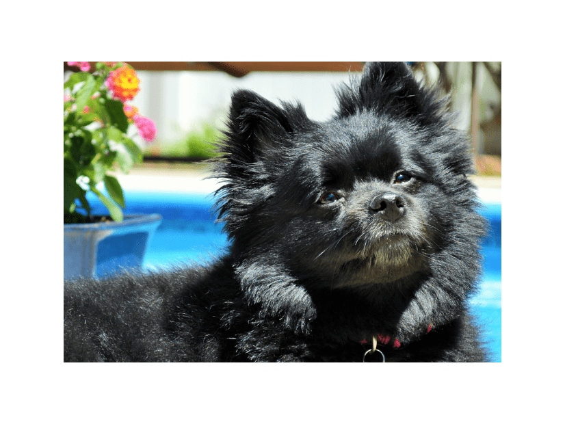 無表情のポメラニアン　3年後の姿に…→「まるで別の犬」「見る人全ての心を打つ」