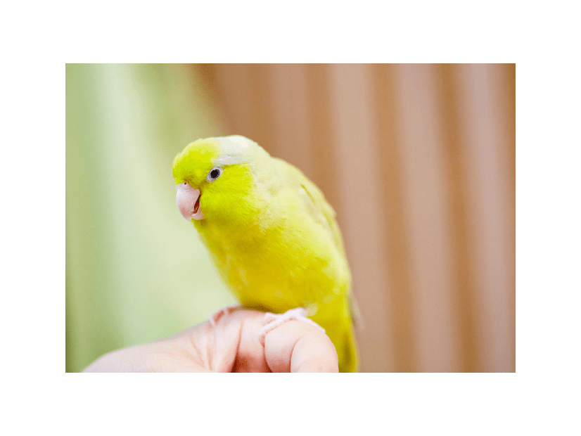 好奇心旺盛なインコ　帰宅すると”まさかの物”をくわえ…→「やってくれたなぁ！」「笑った」
