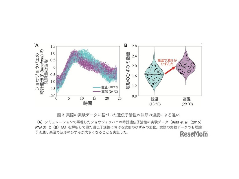 実際の実験データに基づいた遺伝子活性の波形の温度による違い