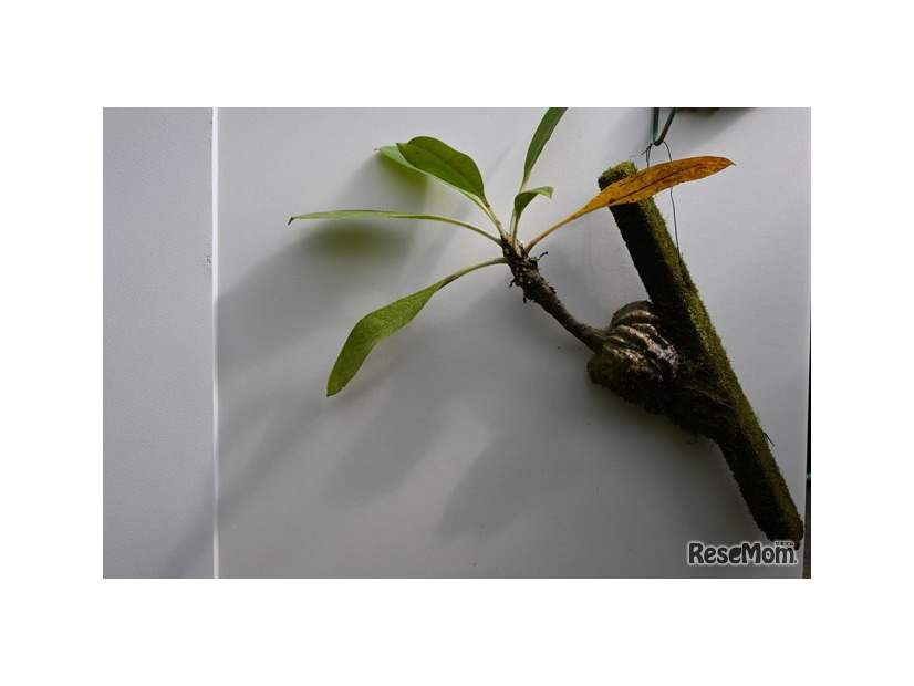 アリ植物の一種・ミルメコディア　ツベロサ
