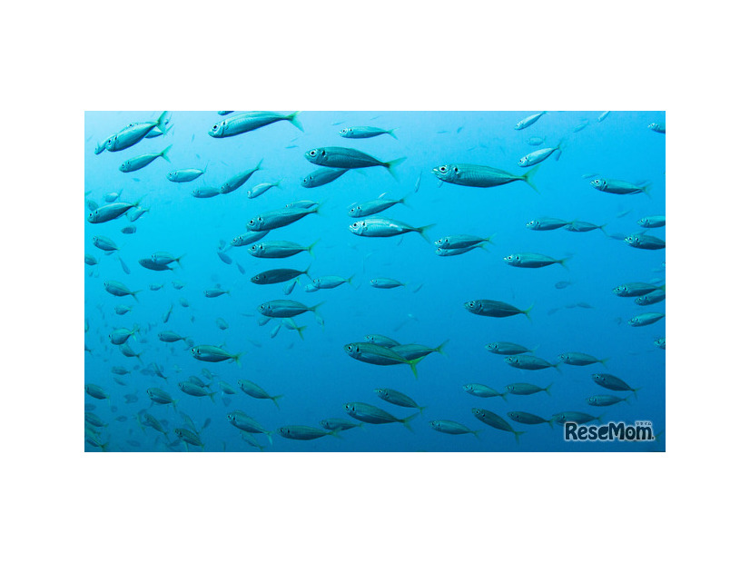 【観察】海の生き物を観察しよう