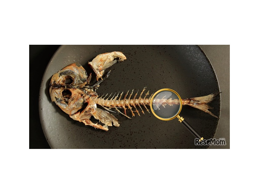 【実験】魚の骨を大研究