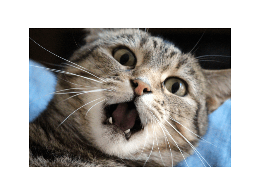 いつも飼い主に擦り寄る猫　しかし帰ってきた瞬間⇒猫「くさっ！」まさかの理由に「え？」「そんなに？」