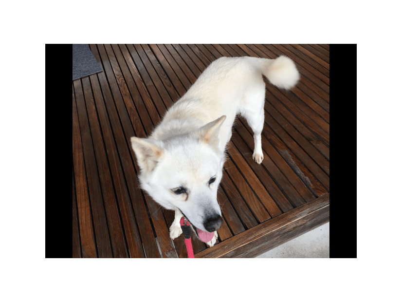 散歩に大喜びな愛犬　しかし、リードを付けた瞬間⇒玄関から”動かない理由”に「どっちなの？」「しっぽだけは元気」