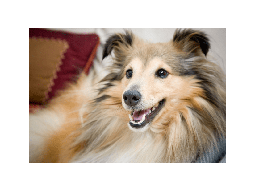 家に入れなくなった家族…「鍵を開けて」と犬に声をかけると⇒愛犬の”予想外の行動”に「笑った」「天才」