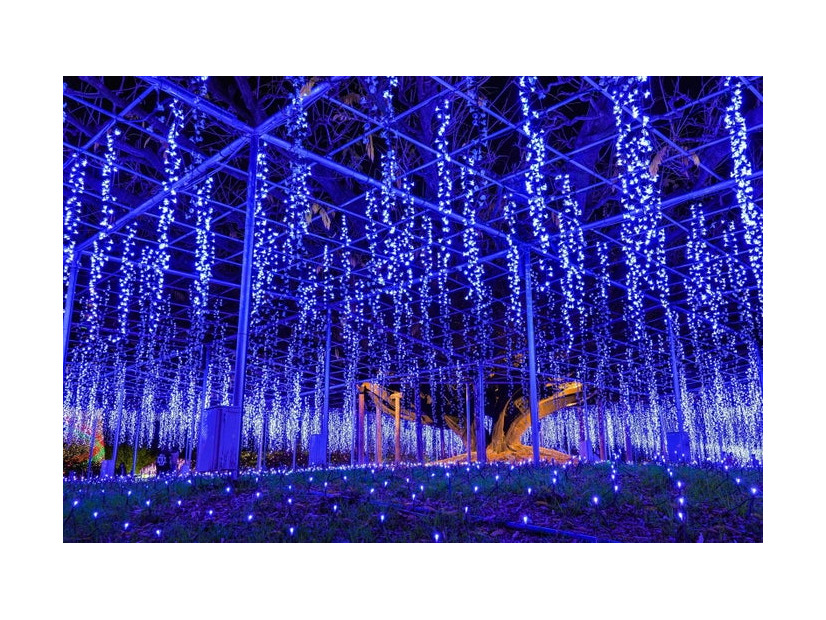 光の花の庭～Flower Fantasy（提供写真）