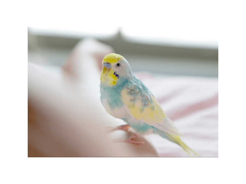 おしゃべりが上手なインコ　飼い主の腕に噛みつくと⇒インコの”まさかの一言”に「家族みんな大笑い」