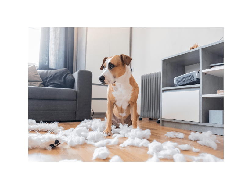 仕事から帰宅した飼い主　部屋がぐちゃぐちゃで…⇒犬2匹の“反応の違い”に「思わず笑った」