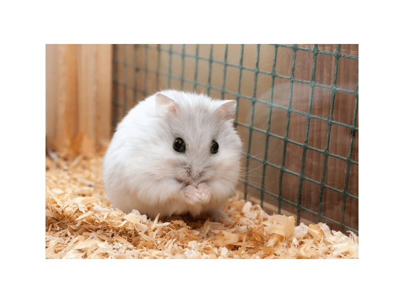 実家で飼うハムスター　巣箱にコーンチップ入れると…→ハムスターの”まさかの行動”に「そんなに！」「家族全員大笑い」