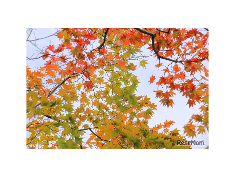 ※画像はイメージです