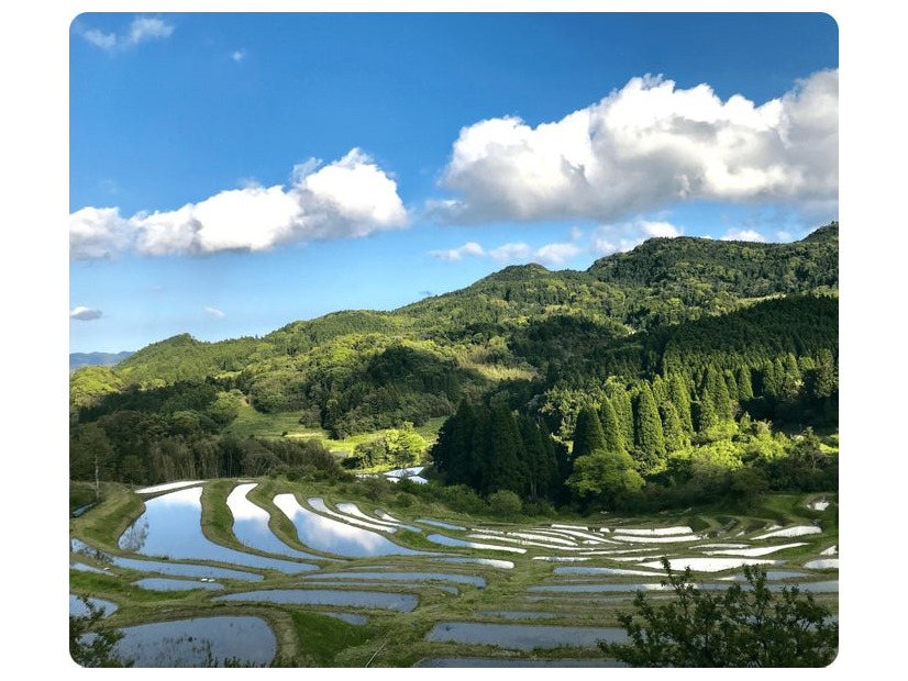 鴨川の大山千枚田（提供写真）