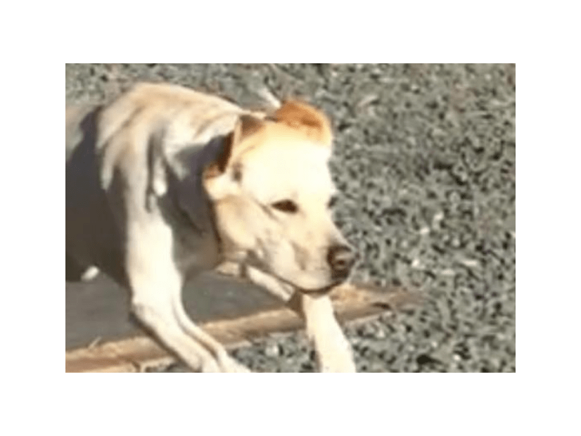 甘えん坊なラブラドール。庭でボール遊びをすると⇒まさかの豹変に「うっそぉ」「家族で大笑い」