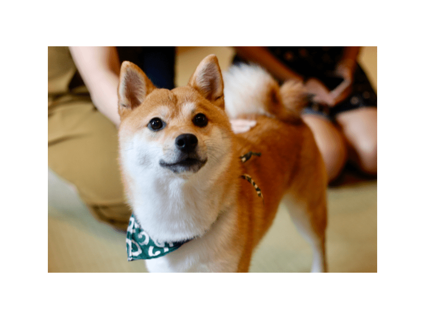 リビングで…3歳の柴犬が警戒態勢に！？視線の先を見ると⇒「思わず吹き出した」