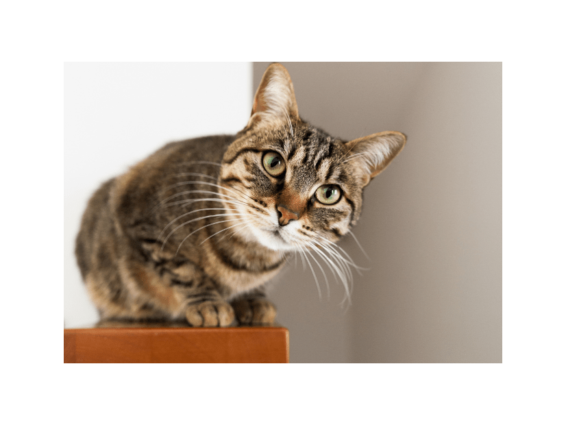 テレビの料理番組が好きな猫　大好きな食材が映ると…⇒まさかの興奮状態に「思わず笑った」