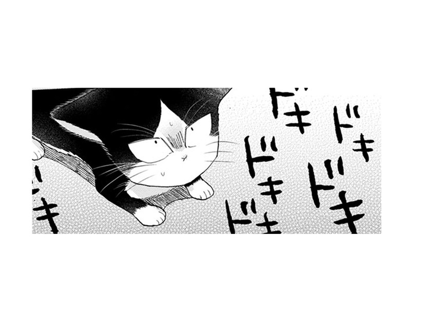 【猫視点】この家は全部私の場所なんだから！ 戦ってると、人間が泣いてる？怖かったのね…【同居人はひざ、時々、頭のうえ。 #41】